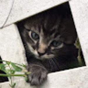 Meet your Posher, Melody